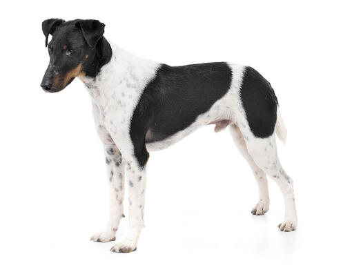 Fox terrier poil ras information sur la race Purina